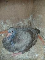 Mooie eenling kropper pieper basterd gaditano, Geslacht onbekend, Kropper