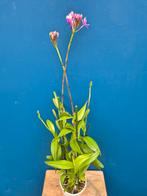 Orchidee Epidendrum p12 (3)