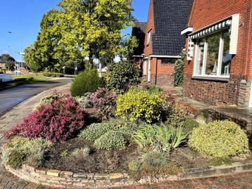groot assortiment vaste tuinplanten beschikbaar voor biedingen