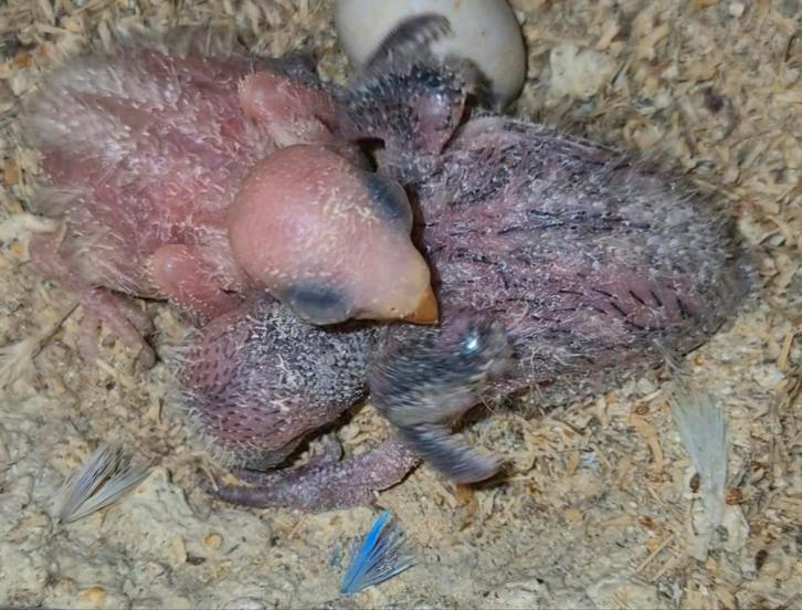 Baby agapornis roseicollis dwergpapagaai 4 weken, Dieren en Toebehoren, Pluimvee, Overige soorten, Meerdere dieren