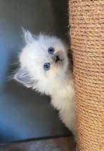 Prachtige Siberische (Neva Masquerade) kittens met stamboom, Dieren en Toebehoren, Katten en Kittens | Raskatten | Langhaar, Meerdere dieren