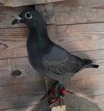 JONGE POSTDUIF (2), Dieren en Toebehoren, Vogels | Duiven, Geslacht onbekend, Postduif