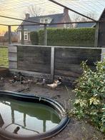 Diverse jonge siereenden, Meerdere dieren, Eend