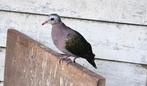 Groenvleugelduif 0.0.2, Dieren en Toebehoren, Vogels | Duiven, Geslacht onbekend