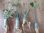 Adenium Obesium - 3/4 jr oud . Kale wortels, Huis en Inrichting, Kamerplanten, Overige soorten, Ophalen of Verzenden, Minder dan 100 cm
