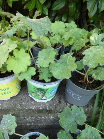 Vrouwenmantel, prachtige planten | gele bloem | vaste plant beschikbaar voor biedingen