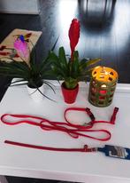 halsband en riem voor katten, Ophalen of Verzenden, Nieuw