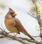 Rode kardinaal, Dieren en Toebehoren, Vogels | Overige Vogels, Vrouwelijk, Geringd