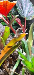 Anolis argenteolus 1.1 / 0.0.5 (kweekkoppel of jonge dieren), Hagedis, 0 tot 2 jaar