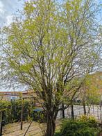 Corkscrew Curly Willows Tree, Ophalen of Verzenden