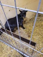 geitjes te koop, Dieren en Toebehoren, Schapen, Geiten en Varkens, Vrouwelijk, Geit, 0 tot 2 jaar