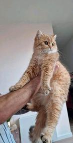 🐈 | Black Golden Shaded | Dek Kater | Britse Korthaar |, Dieren en Toebehoren, 0 tot 2 jaar