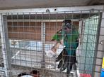 Kweekkoppel pyrrhura lepida  blauwe, Meerdere dieren, Parkiet, Geringd