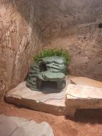 Groene Reptielen grot, Dieren en Toebehoren, Reptielen en Amfibieën, Hagedis, 0 tot 2 jaar