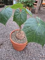 Caudex Sterculia colorata p20 (2)