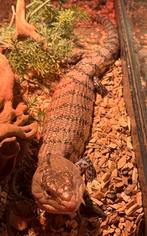 Bewezen kweekkoppel blauwtongskinks, Hagedis