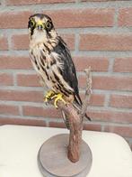 Opgezette Boomvalk met Cites BOD Stuffed, Verzamelen, Dierenverzamelingen, Ophalen of Verzenden, Gebruikt, Vogel, Opgezet dier