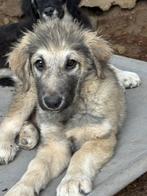 Padu – een lieve ontdekker met een groot hart, Dieren en Toebehoren, Honden | Niet-rashonden, Particulier, Rabiës (hondsdolheid)