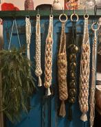 Plant hangen en fruit hangen, Ophalen of Verzenden, Overige soorten, Minder dan 100 cm