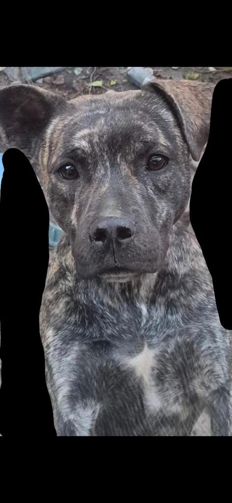 Kruising stafford/labrador teef 1jaar, Dieren en Toebehoren, Honden | Niet-rashonden, Groot, Teef, Particulier, Eén hond, Nederland