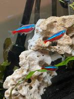 3 kardinaal vissen, Dieren en Toebehoren, Vissen | Aquariumvissen, Vis