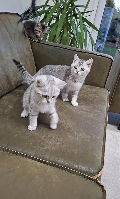 Britse korthaar kittens  3 katers nog, Dieren en Toebehoren, Katten en Kittens | Raskatten | Korthaar, Kater, 0 tot 2 jaar, Ontwormd