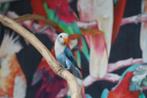 Agapornis | Fischeri |Lovebird | mooie kleuren, Meerdere dieren, Dwergpapegaai of Agapornis