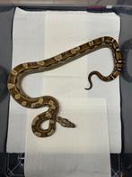 Boa imperator 1.0 Motley dh vpi Snow, Dieren en Toebehoren, Reptielen en Amfibieën, Slang, 0 tot 2 jaar