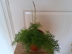 Volle asparagus, Huis en Inrichting, Kamerplanten, Ophalen, Halfschaduw, Minder dan 100 cm