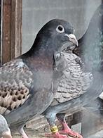 Postduiven, Dieren en Toebehoren, Vogels | Duiven, Meerdere dieren, Postduif