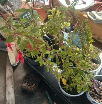 4 winter harde fuchsia stekken beschikbaar voor biedingen
