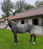 Te koop 5-jarige ruin, Dieren en Toebehoren, Paarden, Gechipt, B, Ruin, 3 tot 6 jaar