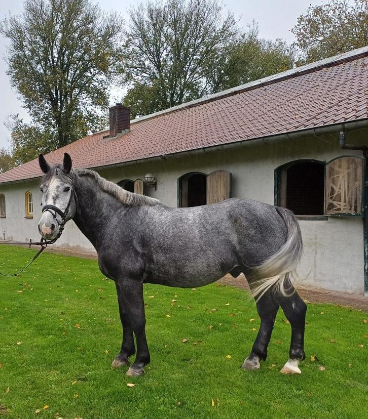 Te koop 5-jarige ruin, Dieren en Toebehoren, Paarden, Ruin, B, 160 tot 165 cm, 3 tot 6 jaar, Recreatiepaard, Gechipt, Ontwormd
