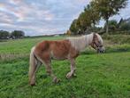 Te koop Haflinger Merrie, Dieren en Toebehoren, B, 7 tot 10 jaar, Recreatiepony, Gechipt