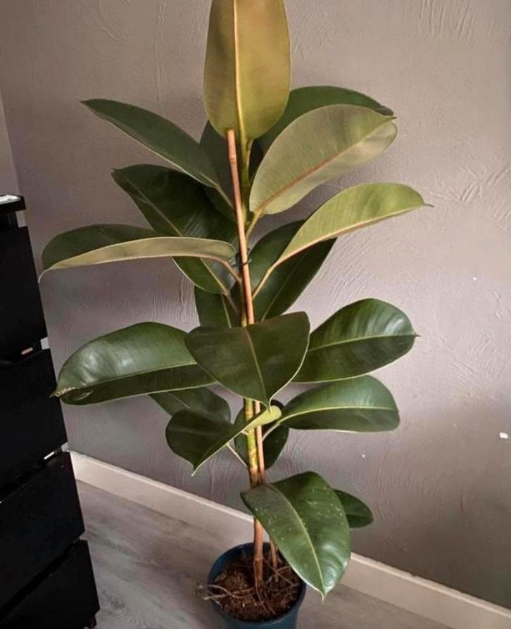 Ficus Elastica 'Robusta' - Rubberplant, Huis en Inrichting, Kamerplanten, Ficus, 100 tot 150 cm, Groene kamerplant, Halfschaduw
