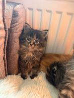 Prachtige Maine coon kittens, Meerdere dieren, Gechipt, 0 tot 2 jaar