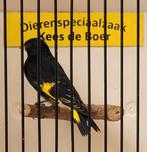 Zwarte sijs man, Dieren en Toebehoren, Vogels | Overige Vogels, Mannelijk, Geringd