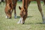 Goudkleurig dressuur merrieveulen met gouden karakter!, Dieren en Toebehoren, Paarden, Merrie, Niet van toepassing, Gechipt, 0 tot 2 jaar