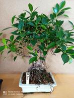 bonsai Ficus schaal 18 breed 12 cm diep nummer b33, Ophalen of Verzenden, Halfschaduw, Minder dan 100 cm