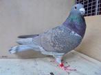 Kweekkoppel kleurpostduiven rubella kras, Dieren en Toebehoren, Meerdere dieren, Overige soorten