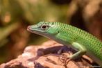 Gezocht: Smaragdskink Lamprolepis smaragdina, Dieren en Toebehoren, Reptielen en Amfibieën, Hagedis, 0 tot 2 jaar