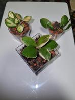 Hoya heuschkeliana pakket, Ophalen of Verzenden, Halfschaduw, Minder dan 100 cm