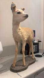 Opgezette jonge ree, Verzamelen, Dierenverzamelingen, Ophalen, Zo goed als nieuw, Opgezet dier