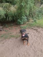 Rottweiler van 15 maanden oud, Dieren en Toebehoren, Reu, 1 tot 2 jaar, Eén hond, Rottweiler