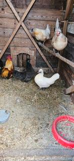 4 kippen 1 haan, Dieren en Toebehoren, Pluimvee, Meerdere dieren, Kip