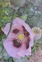 Papaver zaden klaproos, Tuin en Terras, Bloembollen en Zaden, Ophalen of Verzenden, Voorjaar, Volle zon, Zaad