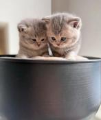Blue Golden Shaded Britse Korthaar Kittens, Dieren en Toebehoren, Katten en Kittens | Raskatten | Korthaar, Meerdere dieren, Met stamboom