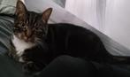 Lieve kater zoekt een goed huisje, Dieren en Toebehoren, Katten en Kittens | Overige Katten, Kater, Kortharig
