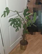 Monstera gratis, Ophalen, Overige soorten, Minder dan 100 cm