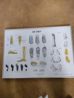 De voet, anatomische weergave van de voet., Ophalen of Verzenden, 50 tot 75 cm